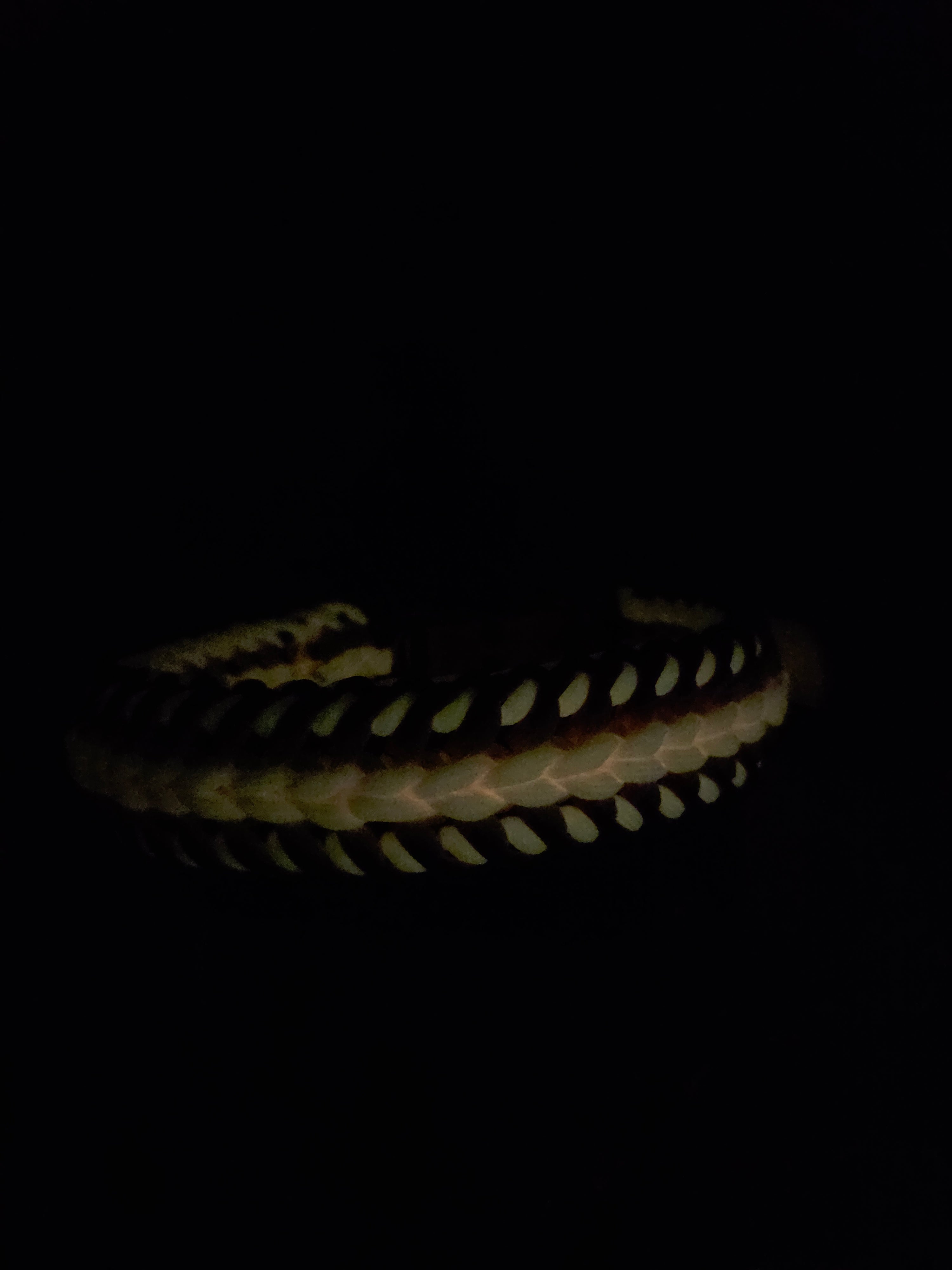 Glow Hundehalsband Amoroso